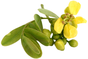 Senna Leaf