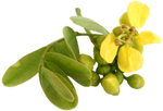Senna Leaf