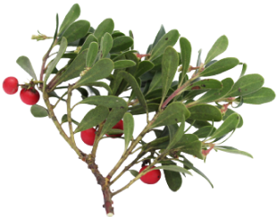 Uva Ursi