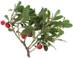 Uva Ursi