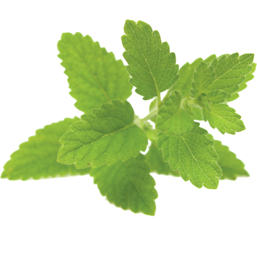 Lemon Balm