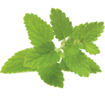 Lemon Balm
