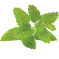 Lemon Balm