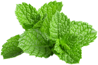 Peppermint