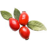 Rose Hips