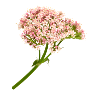 Valerian Root