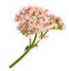 Valerian Root