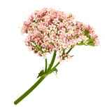 Valerian Root
